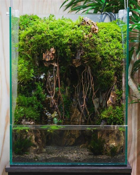 Cool paludarium 🌿🌿 ----------------------------------------------- 🌱 Credit | Aquarium landscape ...