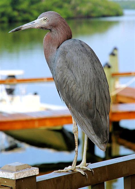 Little Blue Heron | Fort Myers, Florida | Jim Liestman | Flickr