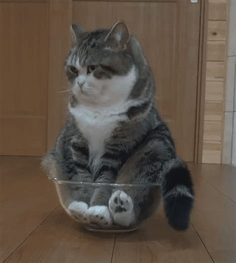 7 Best Cat Gifs of the Week – 29th November 2015 | Best cat gifs, Cool ...