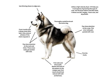 How to Groom an Alaskan Malamute