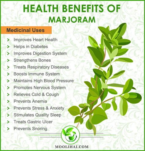 Health Benefits of Marjoram | Marikozhundhu - moolihai.com