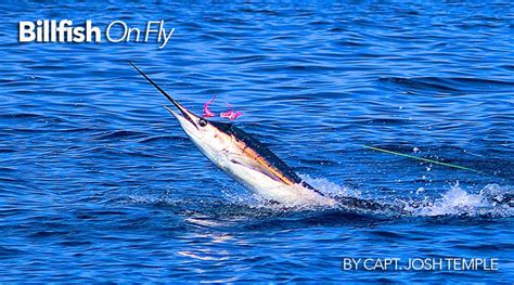 Fishing for Billfish on a Flyrod | FISHTRACK.COM