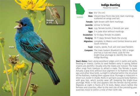 Birds of Georgia Field Guide - AdventureKEEN Shop