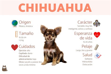 Perro chihuahua - Características, tipos y cuidados con FOTOS