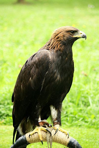 Alpine Wildlife Notes: Golden Eagle – Aquila Chrysaetos - White Marmotte