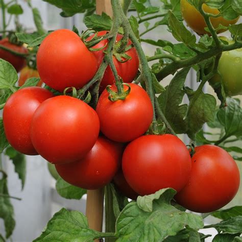 Blizzard Tomato Seed | Solanum lycopersicum | Buy Online