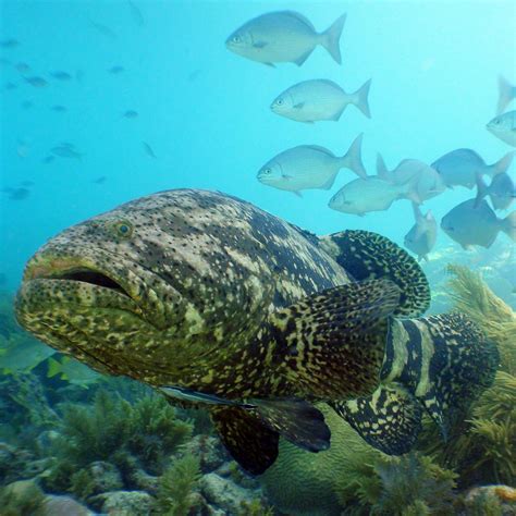 Goliath Grouper - Habitat, Diet, and Reproduction | NMSF