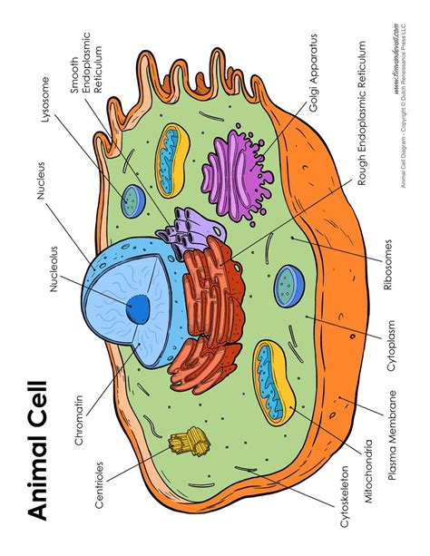 Animal cell, Cell diagram, Animal cell drawing