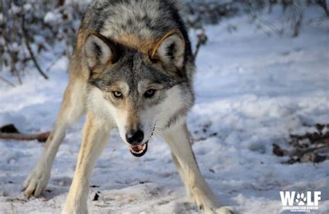 Mexican Gray Wolf | Wolf Conservation Center