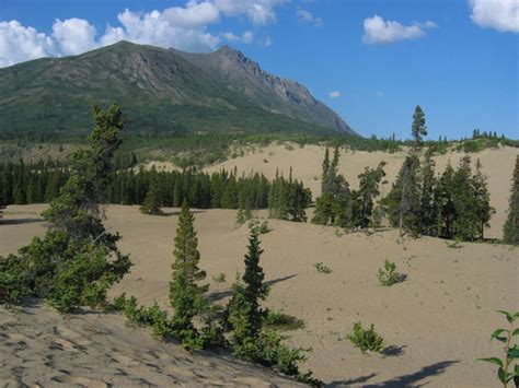 Carcross Desert – Carcross, Canada - Atlas Obscura