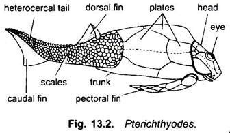 Placodermi: Origin and Occurrence | Vertebrates | Chordata | Zoology