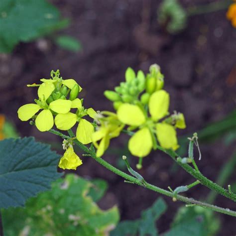 Black Mustard (Brassica nigra) seeds