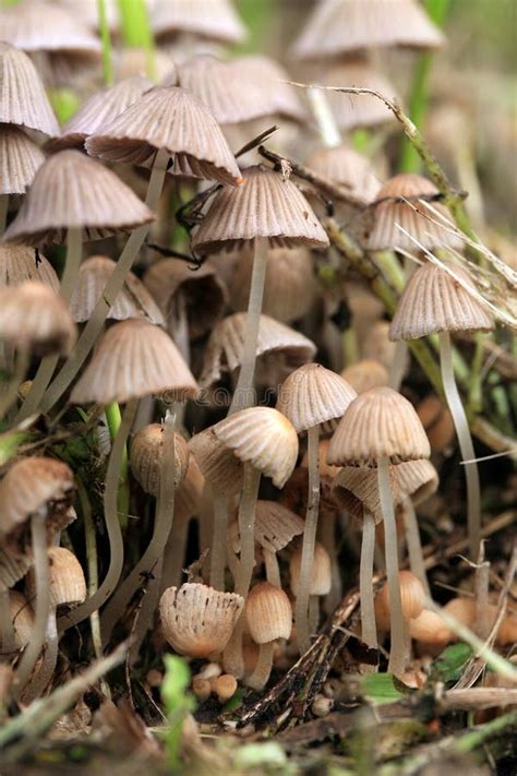 A Group of Hallucinogenic Mushrooms Stock Image - Image of natural, fairy: 125063433