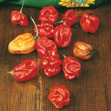 Pepper, Sweet, Sweet Red Habanero, Sweet Non-Bell Pepper Seeds: Totally Tomatoes