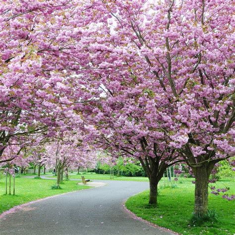 Cherry Blossom in a Garden stock image. Image of colour - 20586325