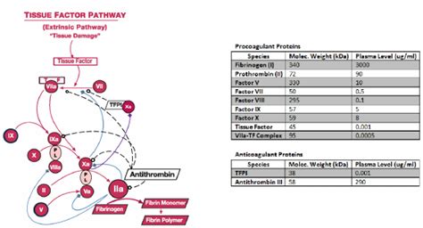 The wall chart representation of Tissue Factor Pathway (modification of ...