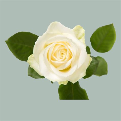 Rose Avalanche White 40-80cm (10 Stems) – All Occasions Wholesale