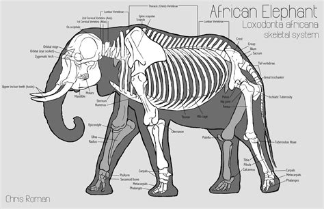 elephant_skeleton.jpg (1600×1035) | Science | Pinterest | Anatomy, Animal anatomy and Animal ...