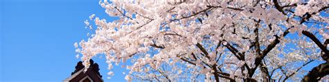 Japan's Top 100 Cherry Blossom Spots - Wikitravel