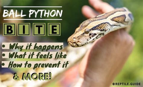 Ball Python Bite: 2 Reasons Why It Happens PLUS How It Feels