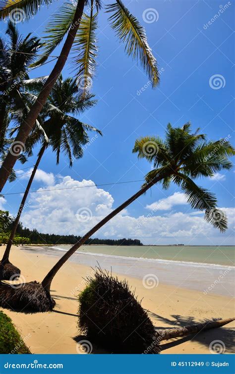 Beautiful Beach with Palm Tree and Blue Sky Stock Image - Image of seascape, sunset: 45112949