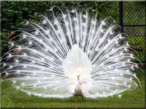 White Peacock | Albino peacock, Exotic birds, Beautiful birds