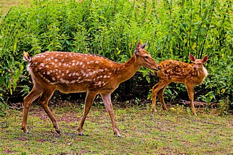 Why Kanha National Park is Favorite Among Wildlife Enthusiasts