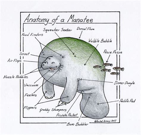 Pin on FAVORITES {Manatees}