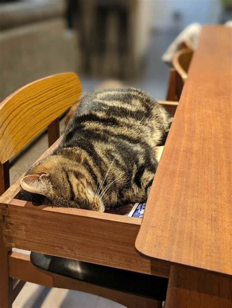 30 Photos Of Cats Chilling In The Most Random Places, As Shared By 'The ...