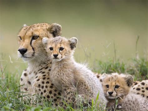 Fondos de pantalla : Animales, fauna silvestre, animales bebés, leopardo cazador, Guepardos ...