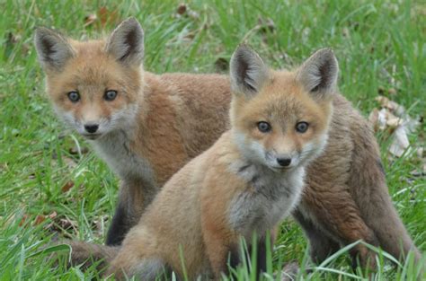 Fox pups learning how to live | News, Sports, Jobs - Times Republican