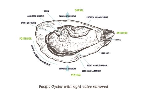 How to Shuck an Oyster – Element Seafood