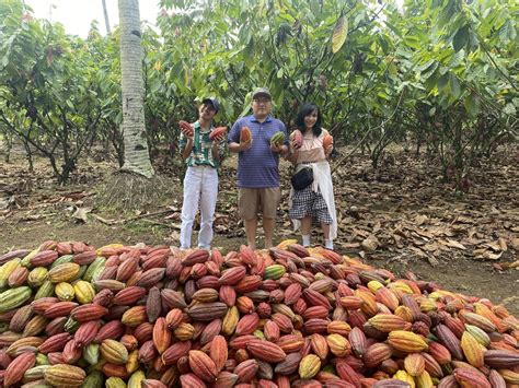 Cacao Culture: Championing sustainable cacao farming in Davao