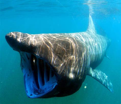 Basking Sharks Appear, Briefly, In Monterey Bay - But Don't Call It a Comeback