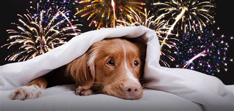 Fourth of July Advisory: Pets and Fireworks Don’t Mix - American Humane - American Humane