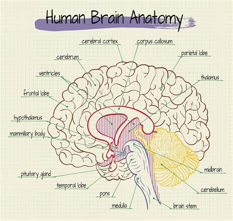Detailed Brain Diagram
