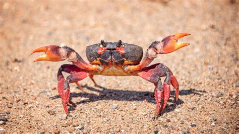 Cool Fun Facts About Crabs