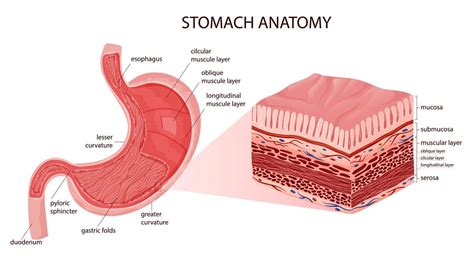 Stomach anatomy educational infographic including serosa and muscle ...