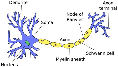 Neural Networks, Part 2: The Neuron - Marek Rei