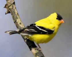 Iowa State Bird: Eastern Goldfinch aka Wild Canary