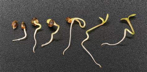 How To Germinate Cannabis Seeds | Weed Seeds | Flavor Fix