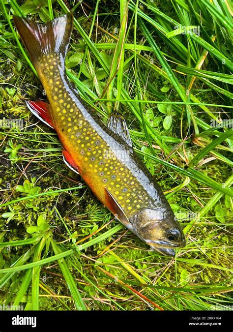 Native Wild Brook Trout Stock Photo - Alamy