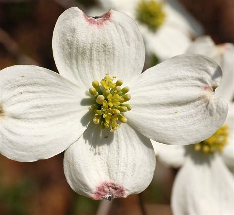 Flower Photos: Flowering Dogwood