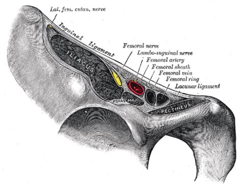 Femoral Nerve Block Landmarks