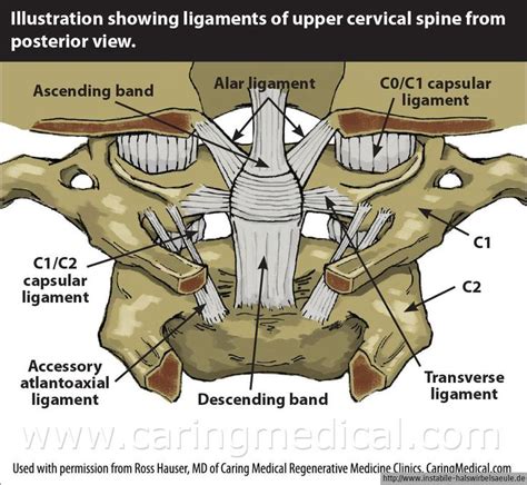 Ligament between Atlas and Axis and occipital bone of the skull | Regenerative medicine, Anatomy ...