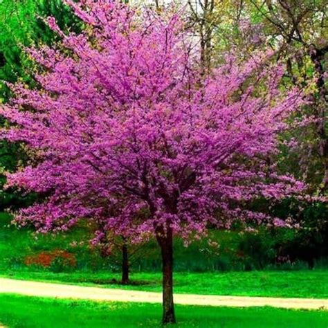 Cercis canadensis 'Oklahoma' - Evergreen Nursery