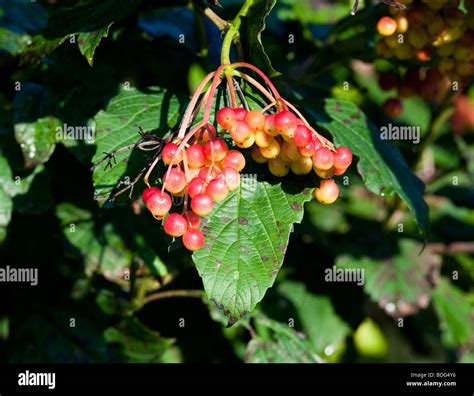 Viburnum Trilobum Wentworth American Cranberry bush Hybrid with berries Stock Photo - Alamy