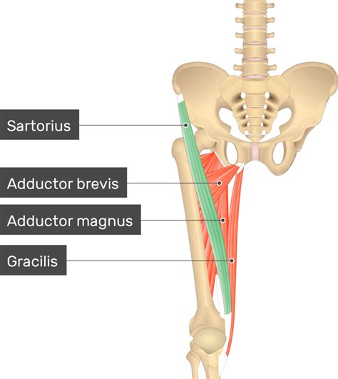 Sartorius Muscle: Anatomy, Attachments, Function Kenhub, 47% OFF