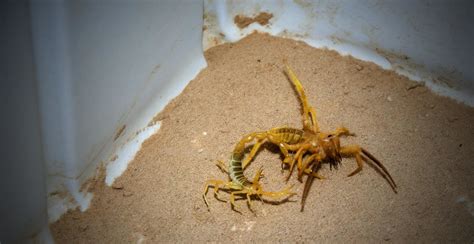 Giant Camel Spider Vs Scorpion