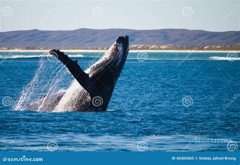 Humpback whale breach stock image. Image of colourfoul - 40385065